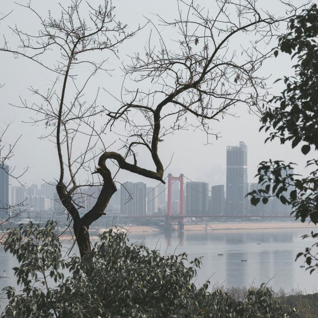 Bare trees with city skyline and bridge across water